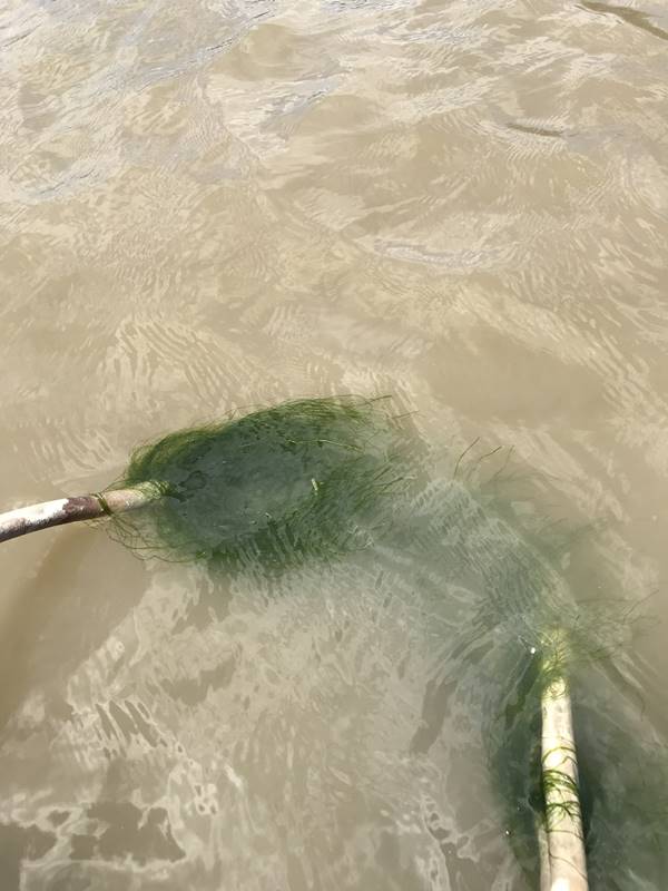 Cắt tảo dày trong ao nuôi tôm